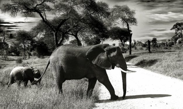 ONU investe em elefantes para salvar Angola