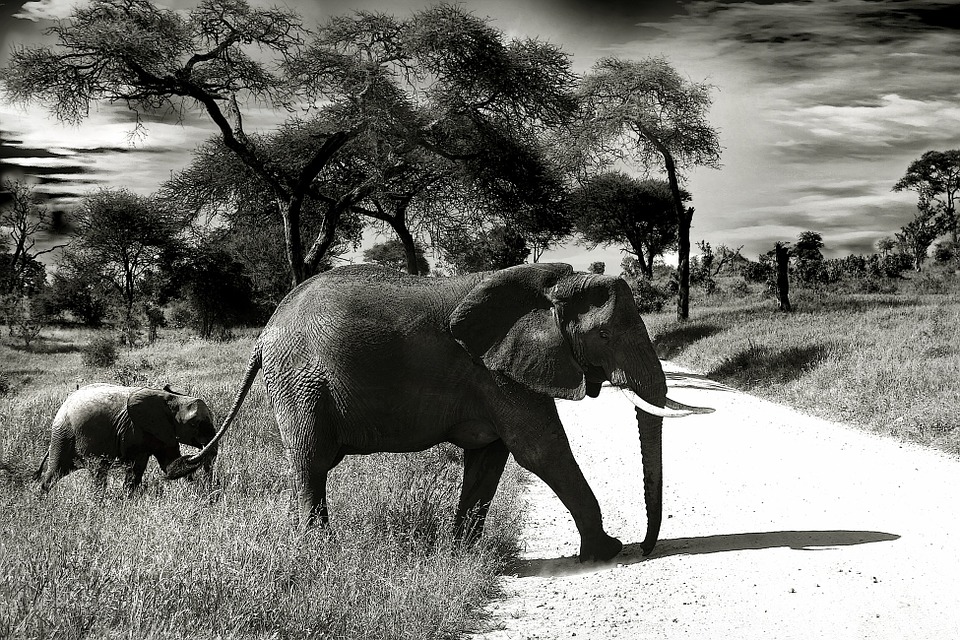 ONU investe em elefantes para salvar Angola