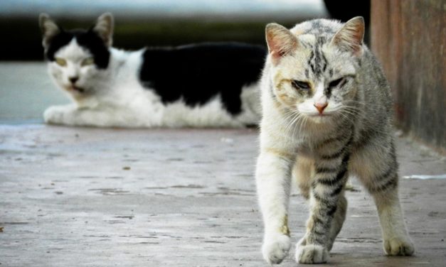 Gatos Olímpicos