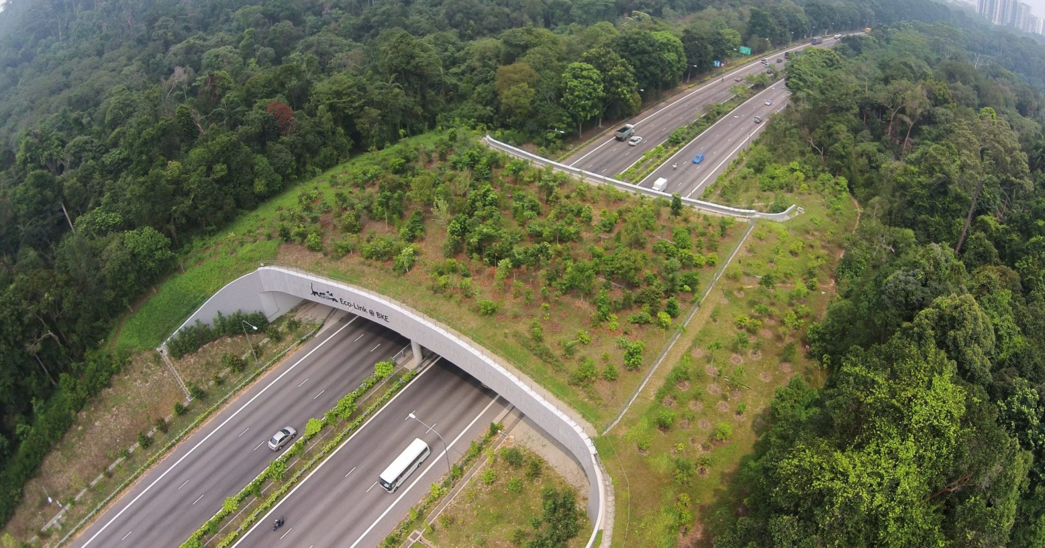 Singapura constrói passarela exclusiva para animais