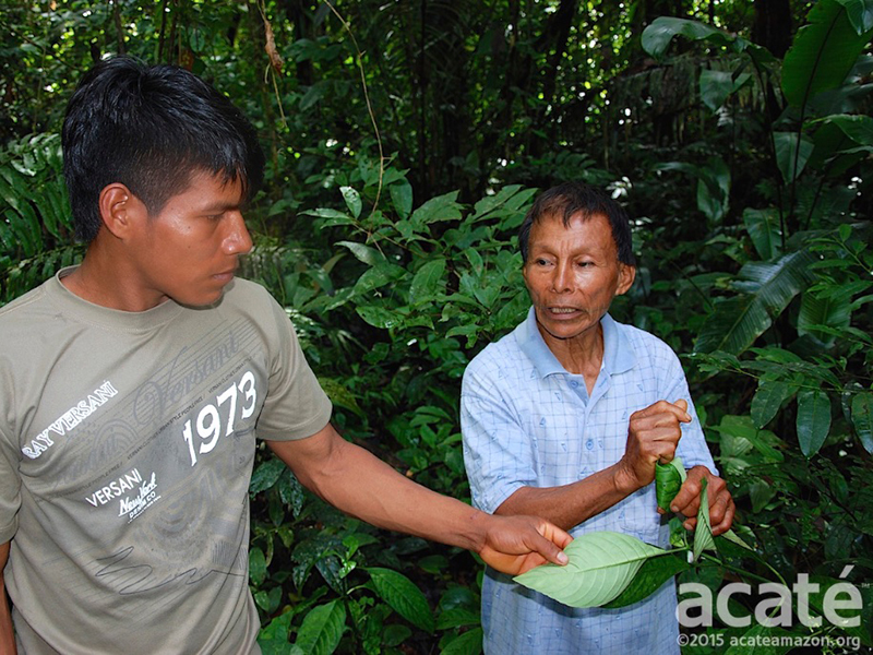 dois índios segurando folhas medicinais na floresta