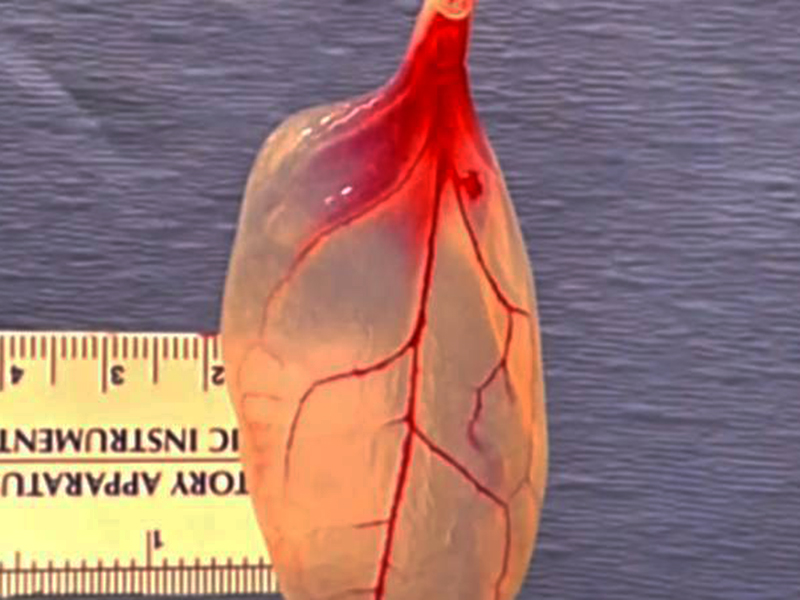 Imagem dos primeiros testes usando espinafre como tecido cardíaco
