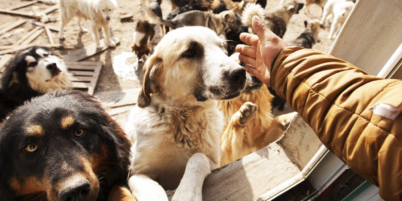 Milionário chinês cria centro de resgate para salvar cães de matadouro