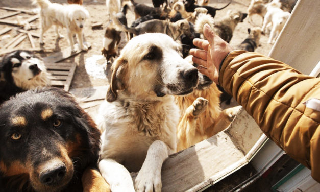 Milionário chinês cria centro de resgate para salvar cães de matadouro