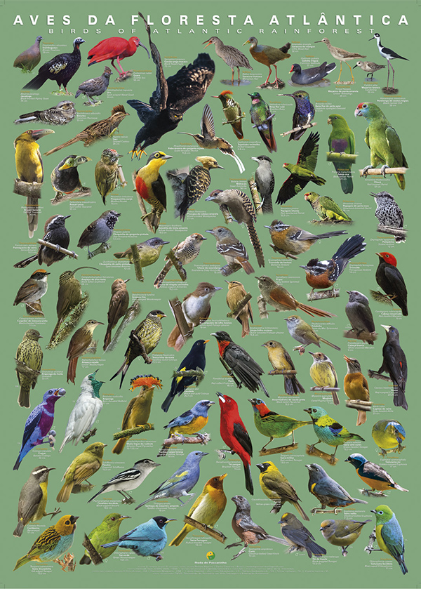 O pôster do projeto "Aves da Floresta Atlântica Volume 2".