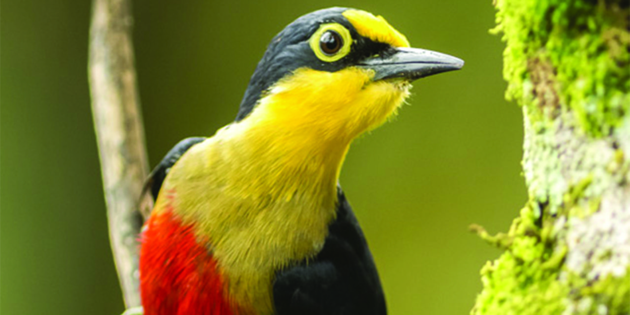 Guia registra beleza das aves da Floresta Atlântica