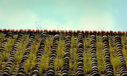 França cria lei para telhados verdes em prédios comerciais