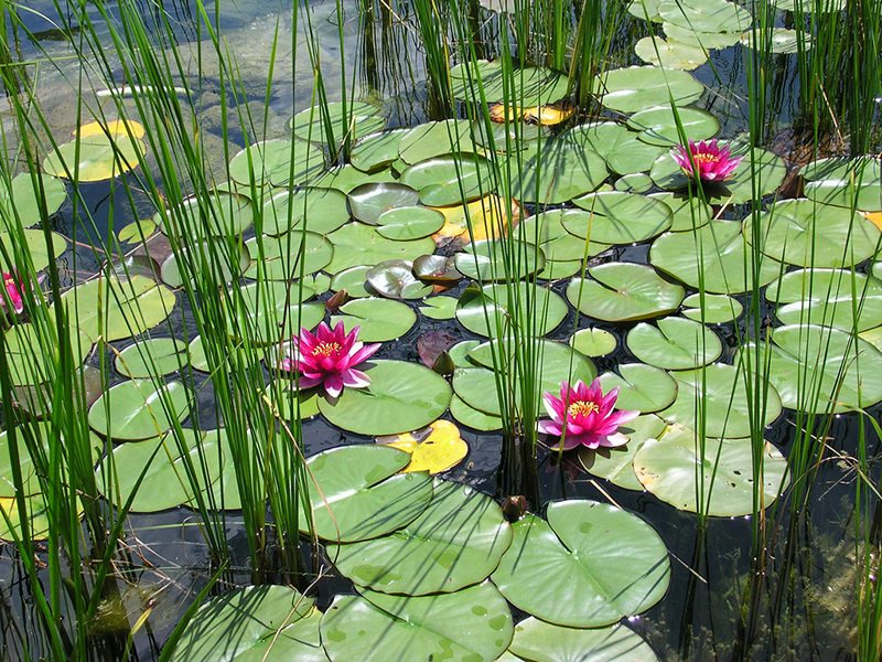 Plantas responsáveis pela manutenção das piscinas biológicas. 