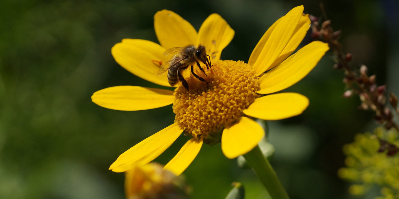 Como evitar o desaparecimento das abelhas com atitudes simples