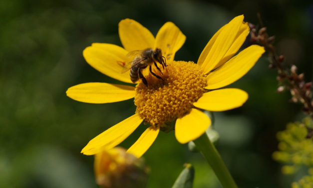 Como evitar o desaparecimento das abelhas com atitudes simples