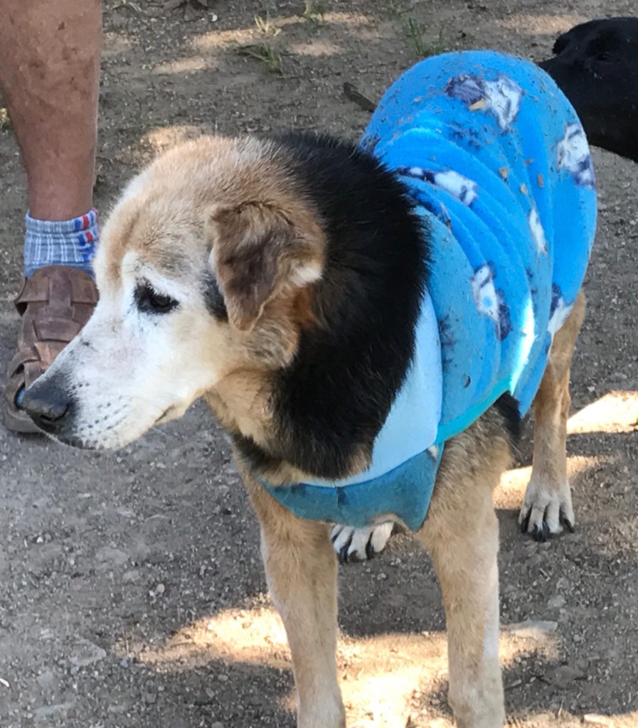 cão abandonado com roupinha de inverno feita por uma doadora