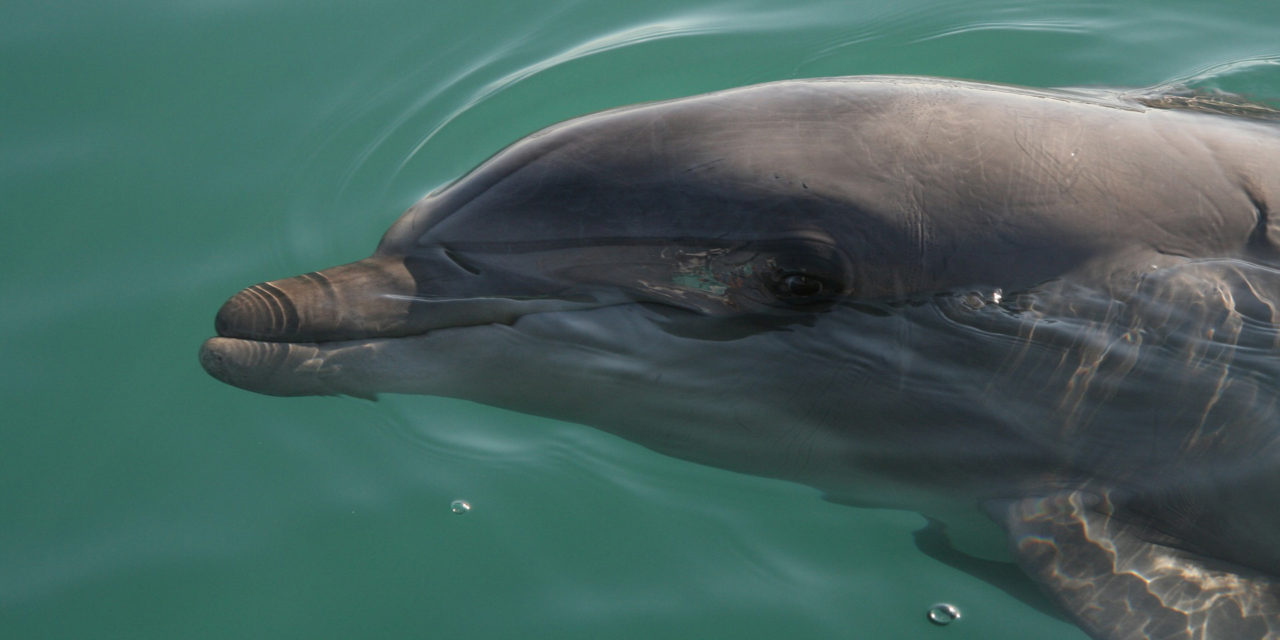 Botos e baleias são monitorados por projeto no Rio