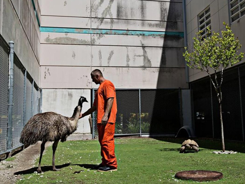 Prisioneiro cuidando de animais no Centro de Detenção de Monroe, nos EUA. 