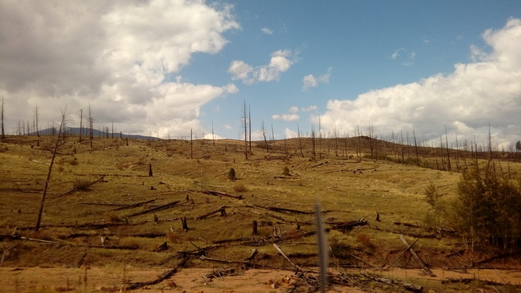 imagens de pinheiros carbonizados pelo incêndio de Buffalo Creek no Colorado. A imagem faz lembrar um deserto cravado de espinhas de peixe 