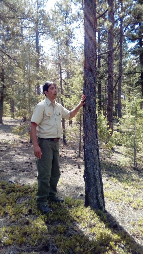 Profissional de Departamento de Defesa Ambiental do Colorado mostra tronco da árvore após incêndio controlado.