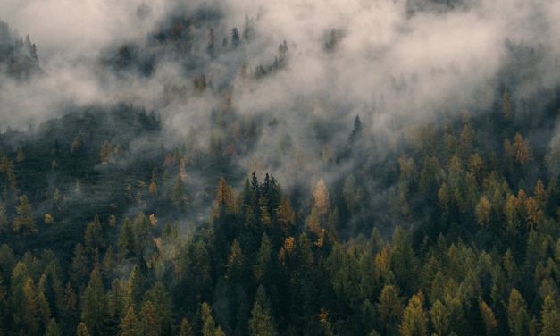 Incêndios florestais nos EUA despertam ação colaborativa
