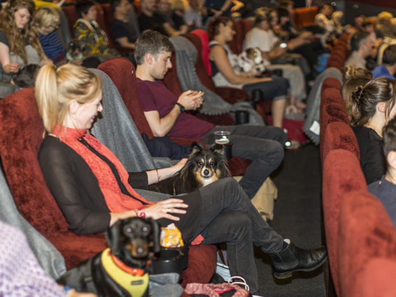Donos e cachorros dividem o cinema em sessão especial do Picturehouse Central.