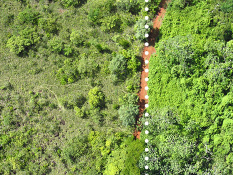 foto aérea mostra floresta que cresceu de cascas de laranja