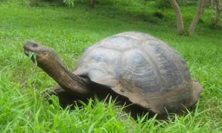 Projeto recupera tartaruga considerada extinta