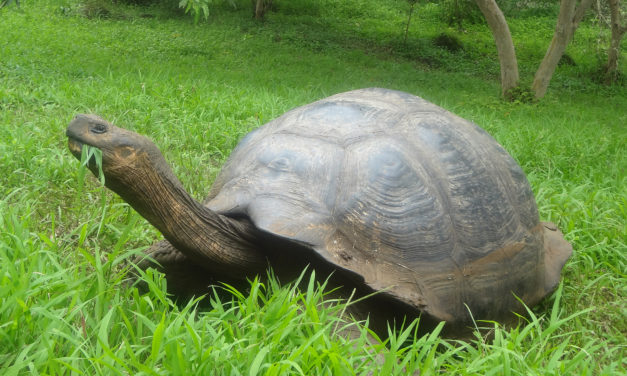 Projeto recupera tartaruga considerada extinta