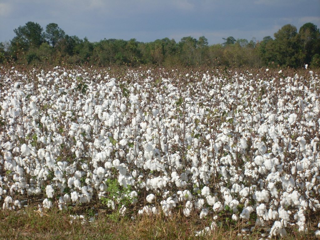 plantação de algodão florido em branco 