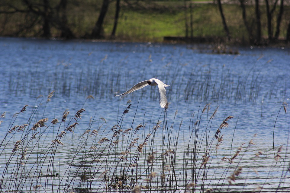 gaivota voando sobre agua 