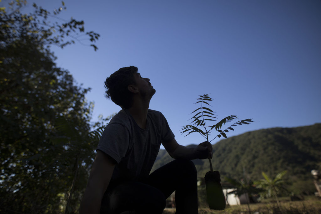 Jorge Belsollá Ferrer: plantando árvores 