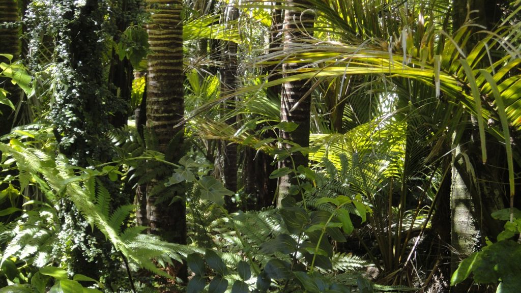 Floresta Amazônica, a importância das terras indígenas