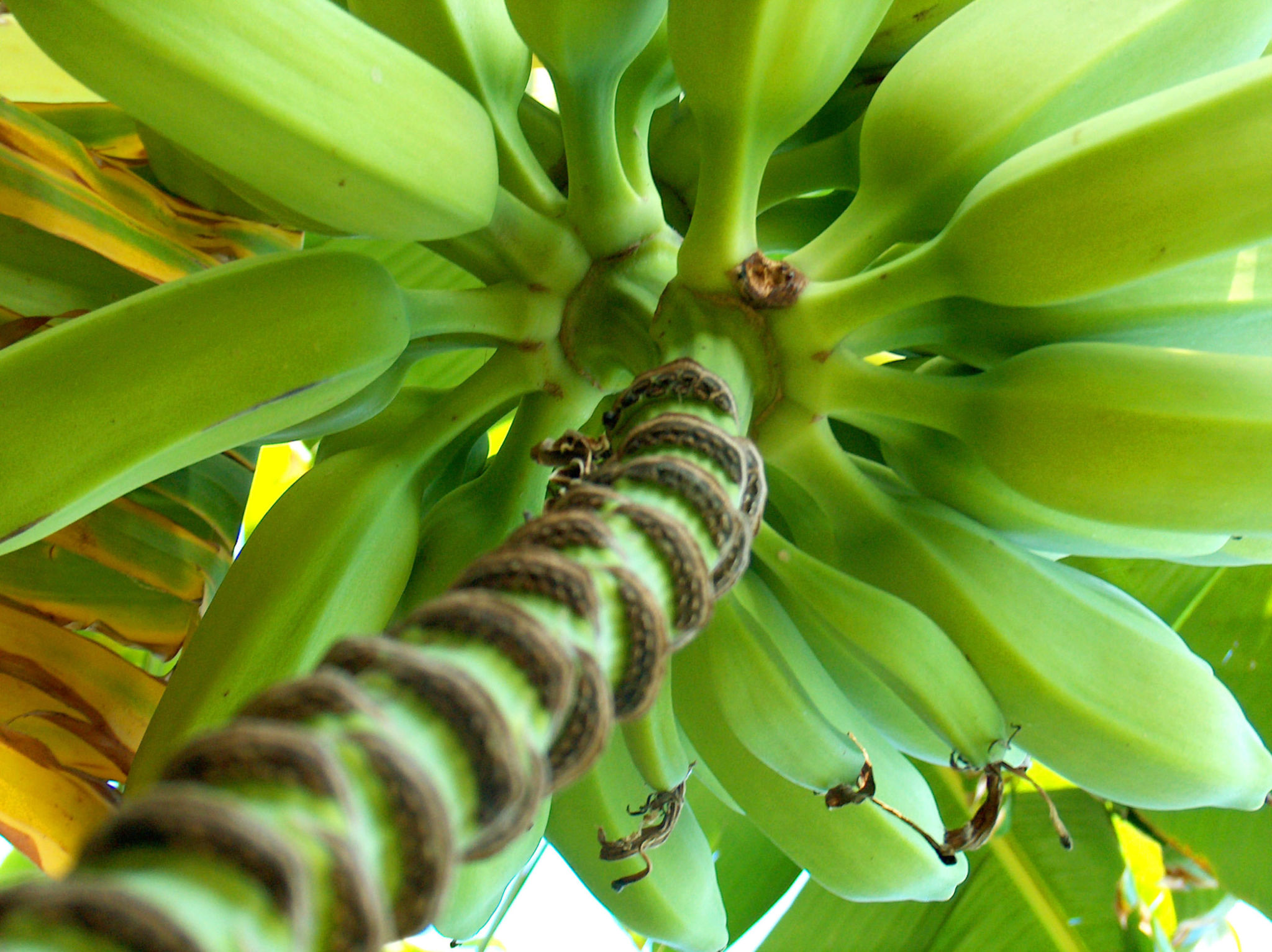 Biólogo cria embalagens sustentáveis com fibra de bananeira
