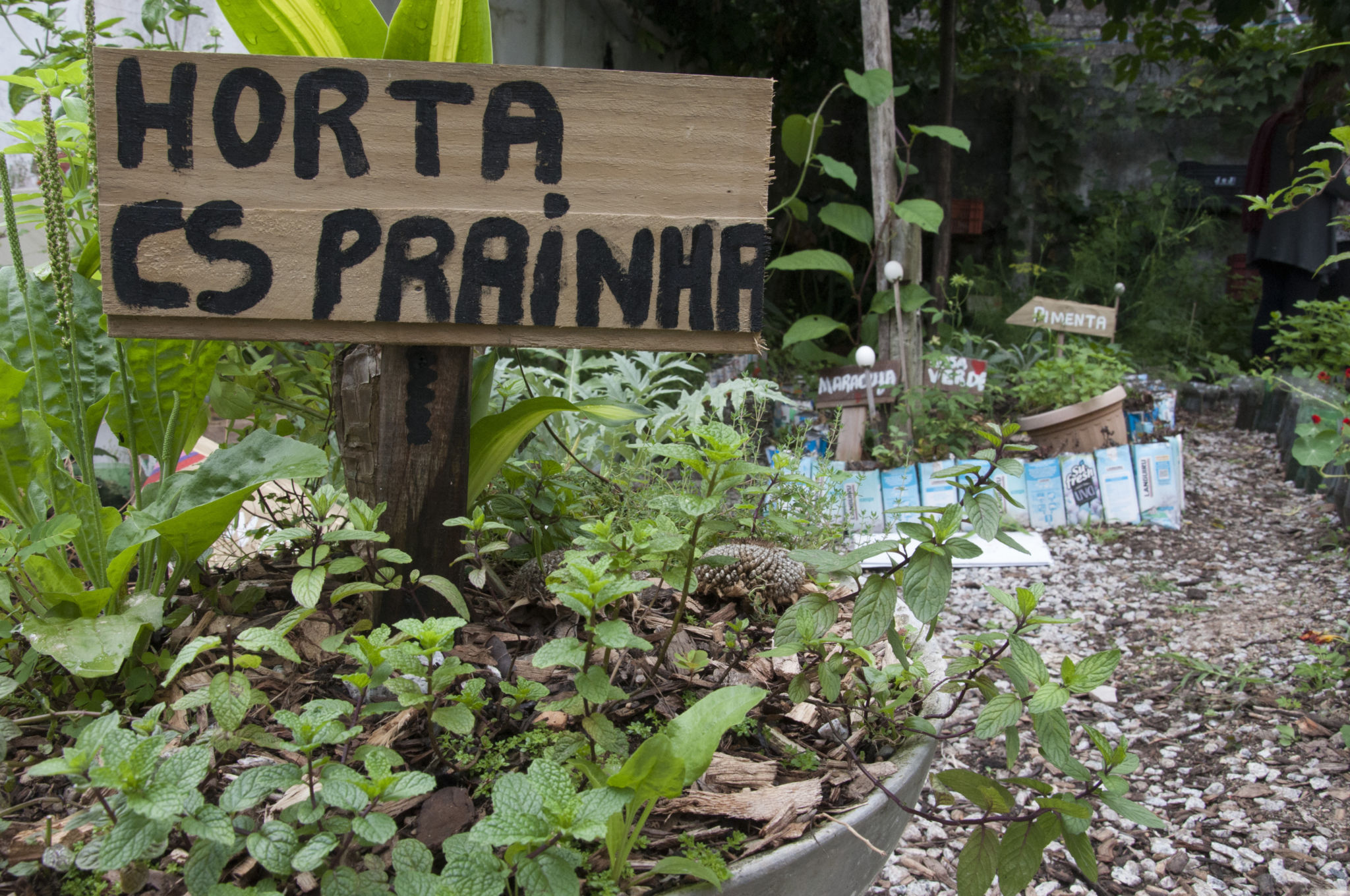 Hortas medicinais em unidades de saúde de Florianópolis. Foto Ítalo Padilha/UFSC