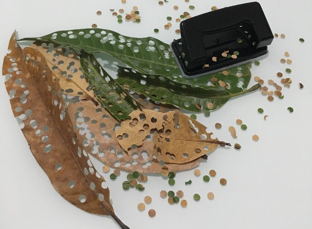 Confete feito com folhas é sugestão do engenheiro ambiental Vitor Hugo Sampaio. Foto Reprodução