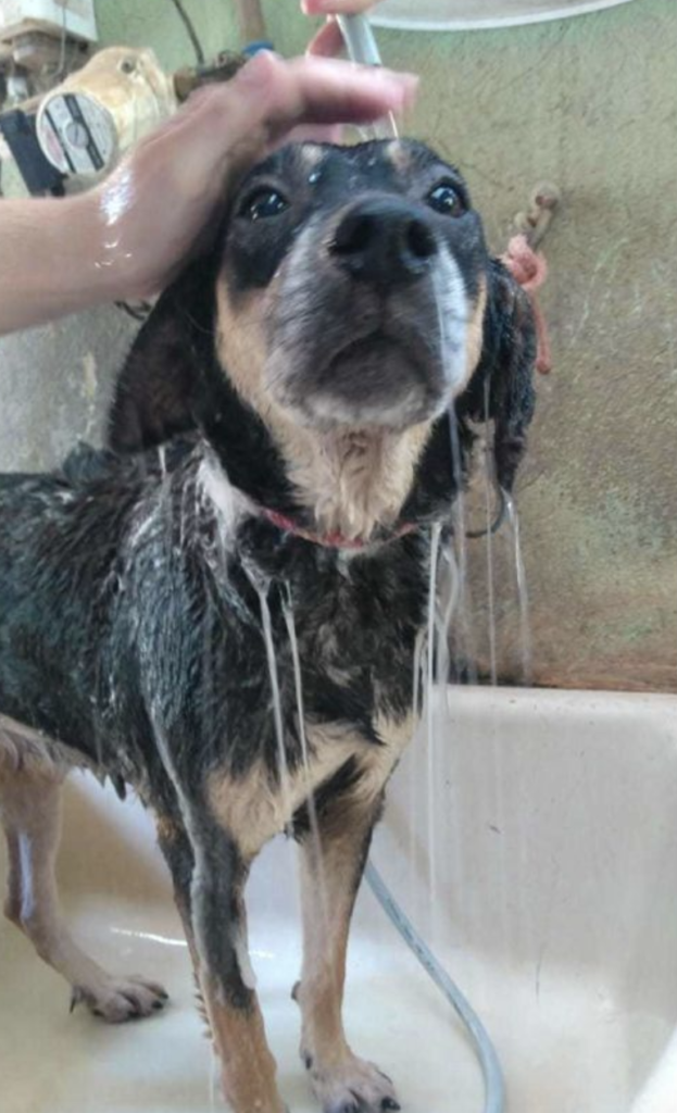cachorro no banho 